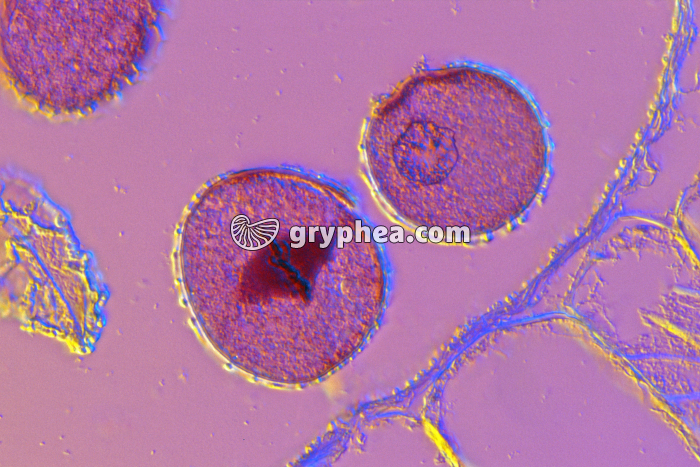 Pollen de Lys dans une anthère CT x160 - gryphea.org